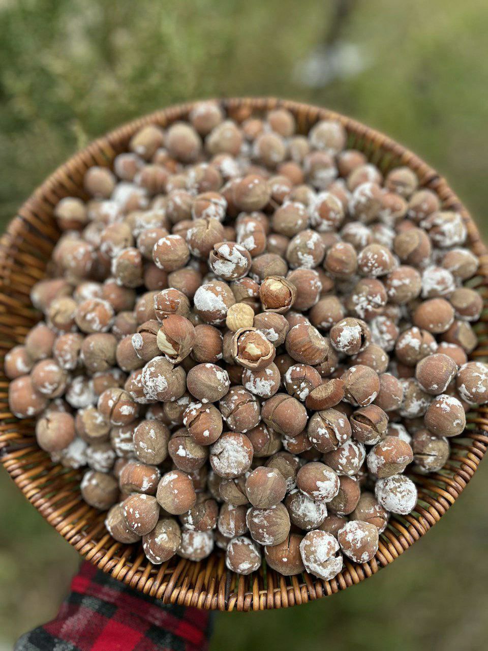 فندق برشته (بوداده) نمکی