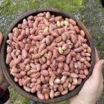 بادام زمینی محلی آستانه