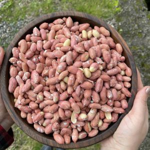 بادام زمینی محلی آستانه